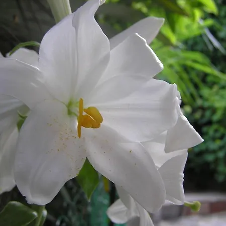 Apartament Ida *
